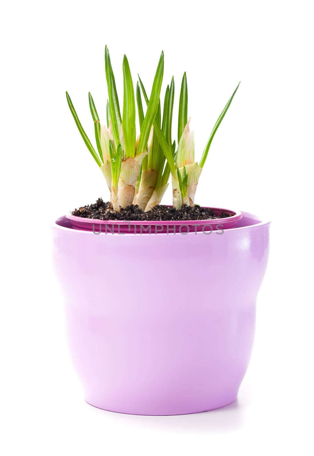 sprout of flower bulbs in pot, in early spring. isolated on whit by motorolka