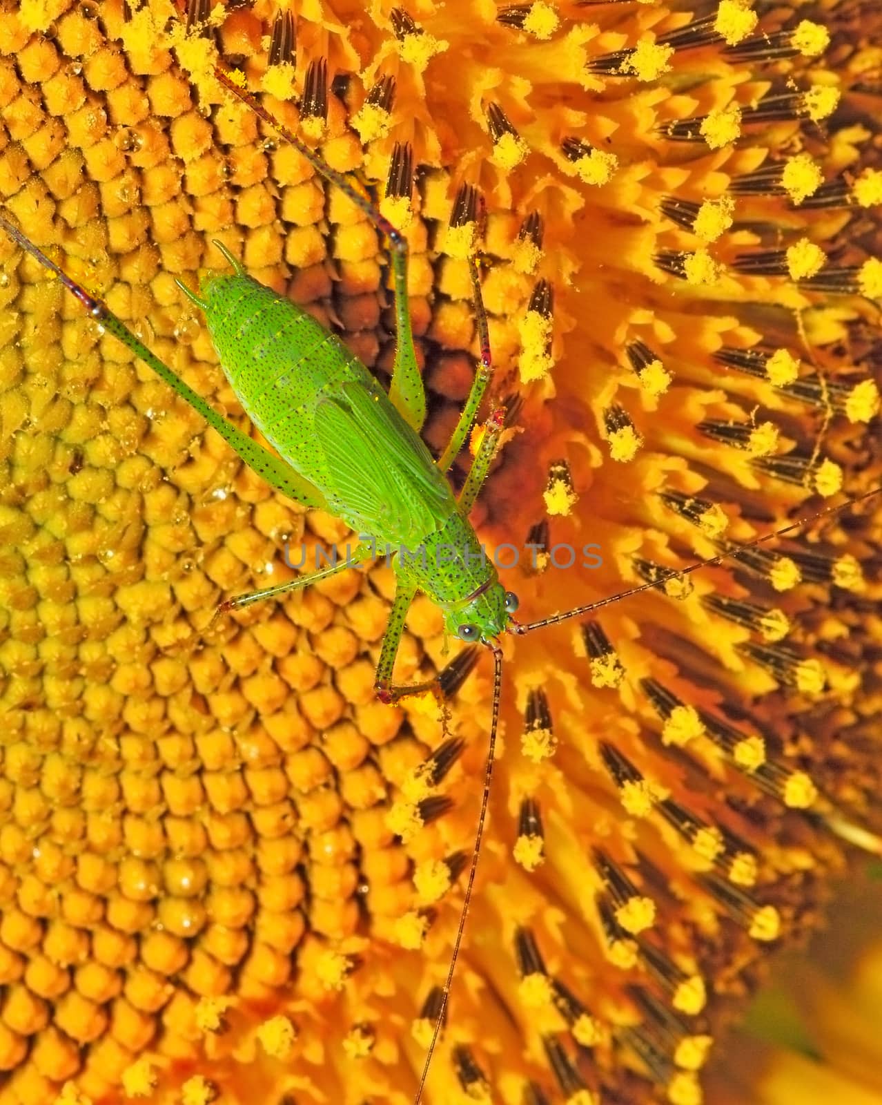 Green locust on the sunflower