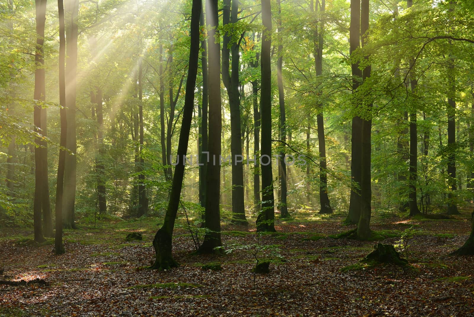 Beautiful autumn dawn in beech forest