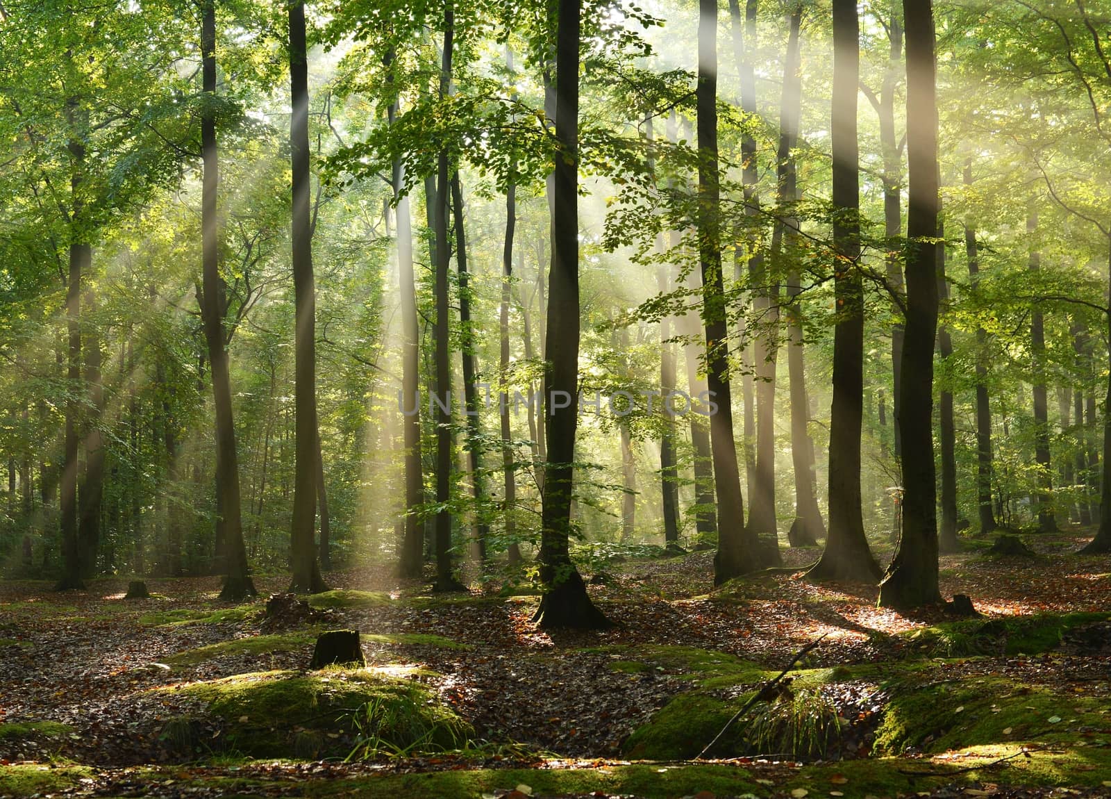 Beautiful autumn dawn in beech forest