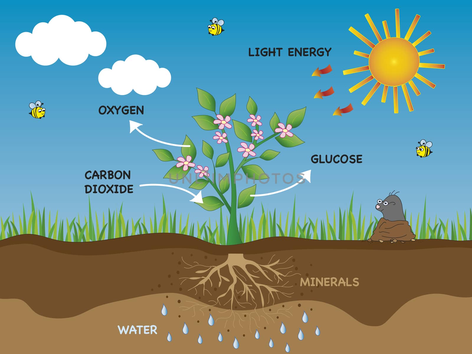 illustration of photosynthesis in plant 