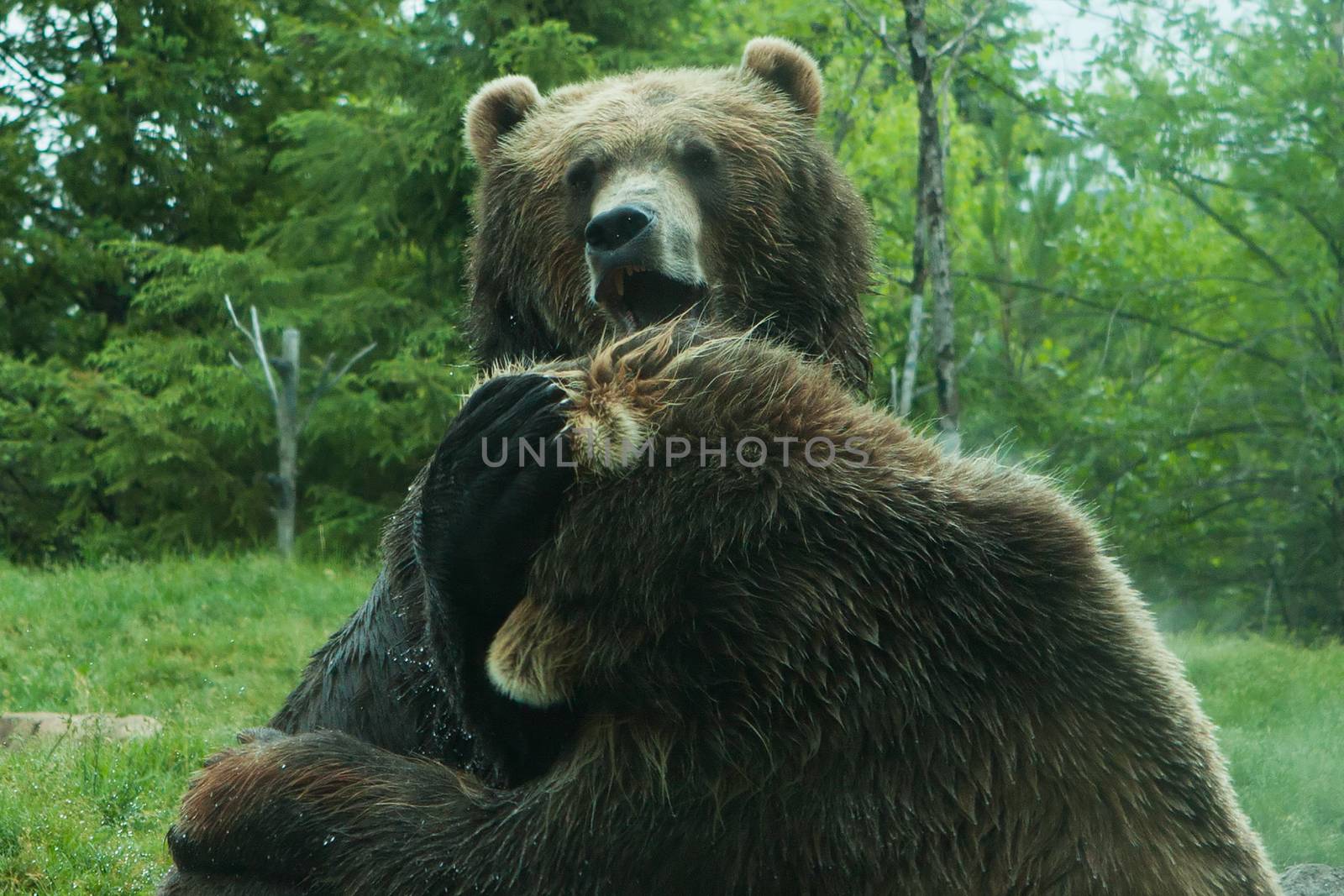 Two Grizzly (Brown) Bears Fighting and playing