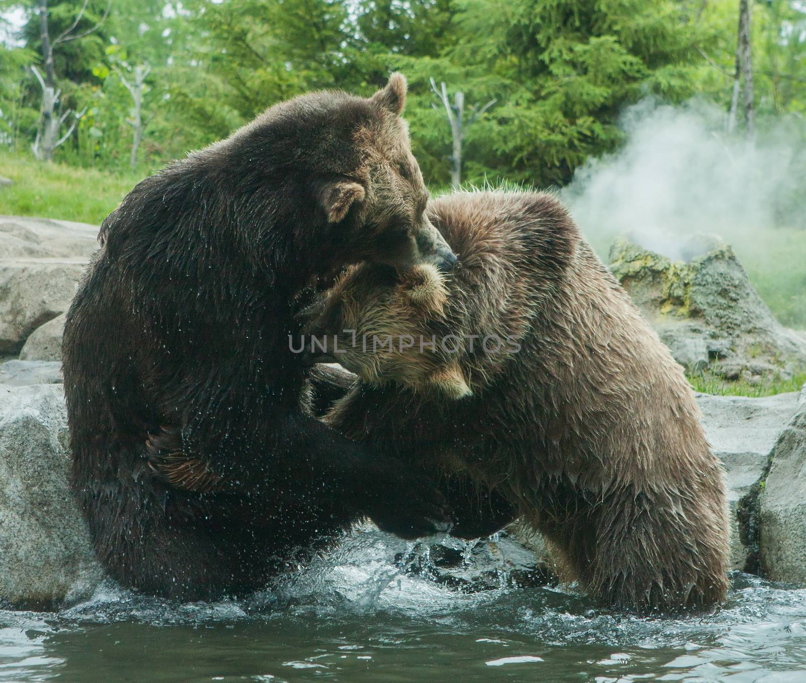 Two Grizzly (Brown) Bears Fighting and playing