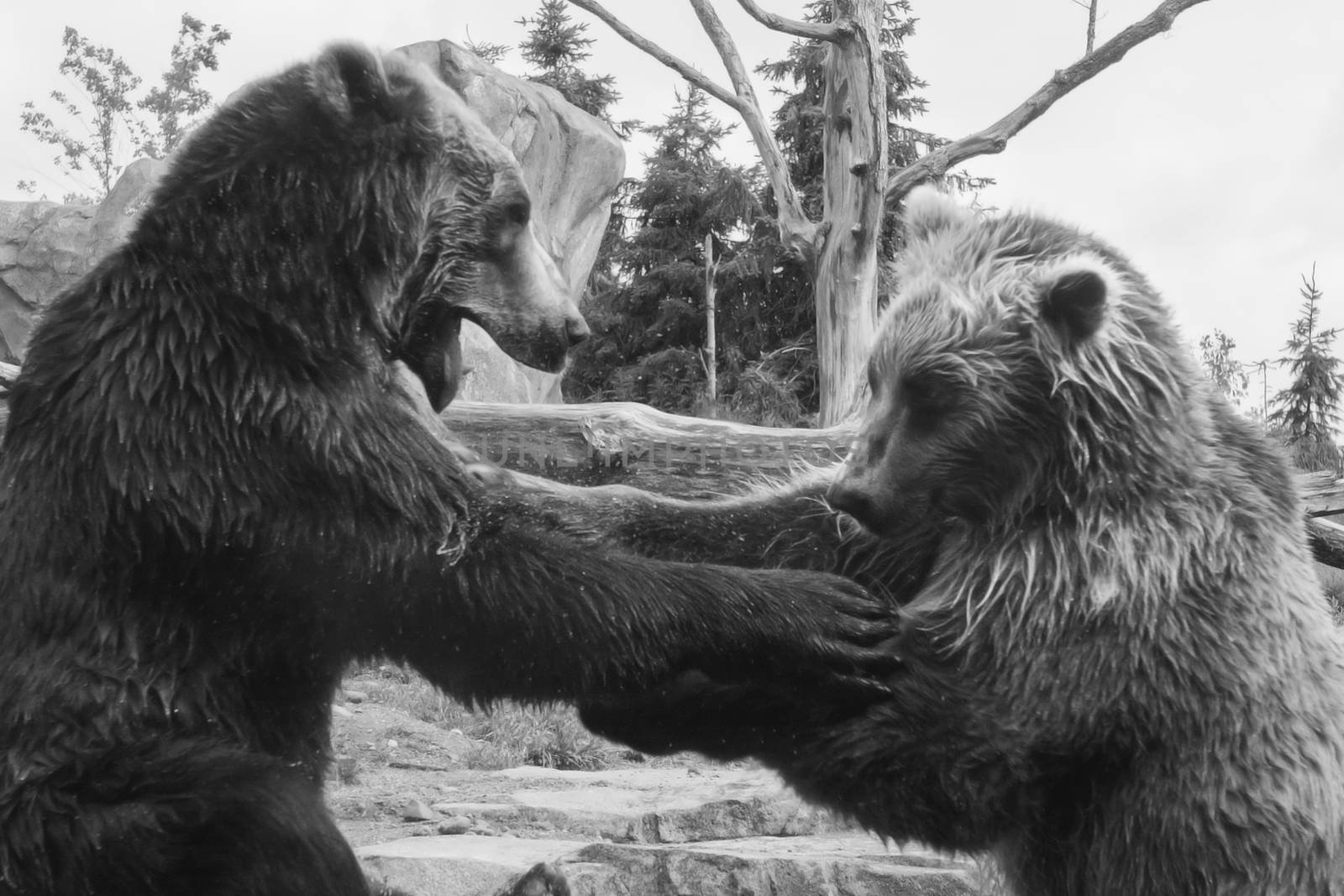 Two Grizzly (Brown) Bears Fighting and playing