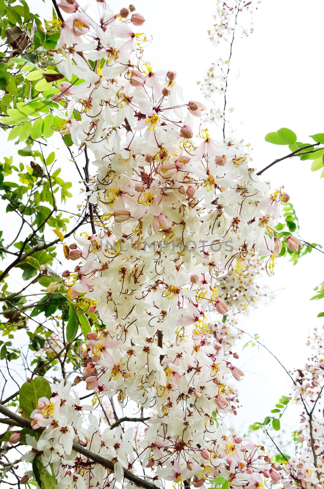 Cassia bakeriana Craib by pixbox77