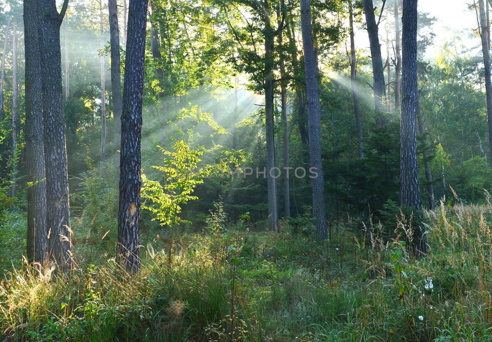 Beautiful autumn dawn in the forest