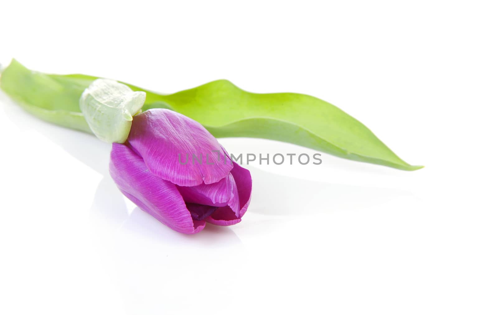 Pink Dutch tulip flower  in closeup isolated on white background