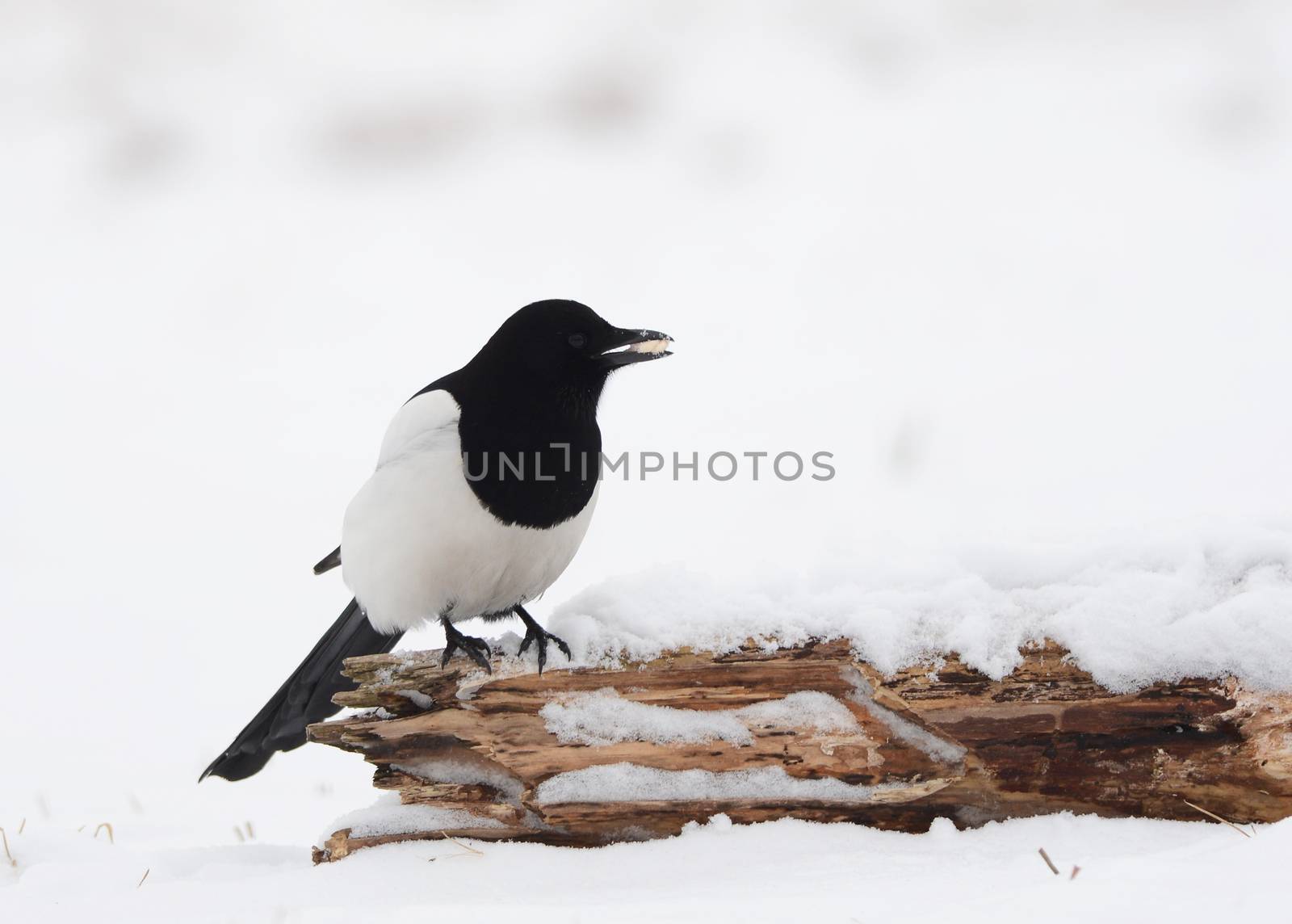 Magpie on branch