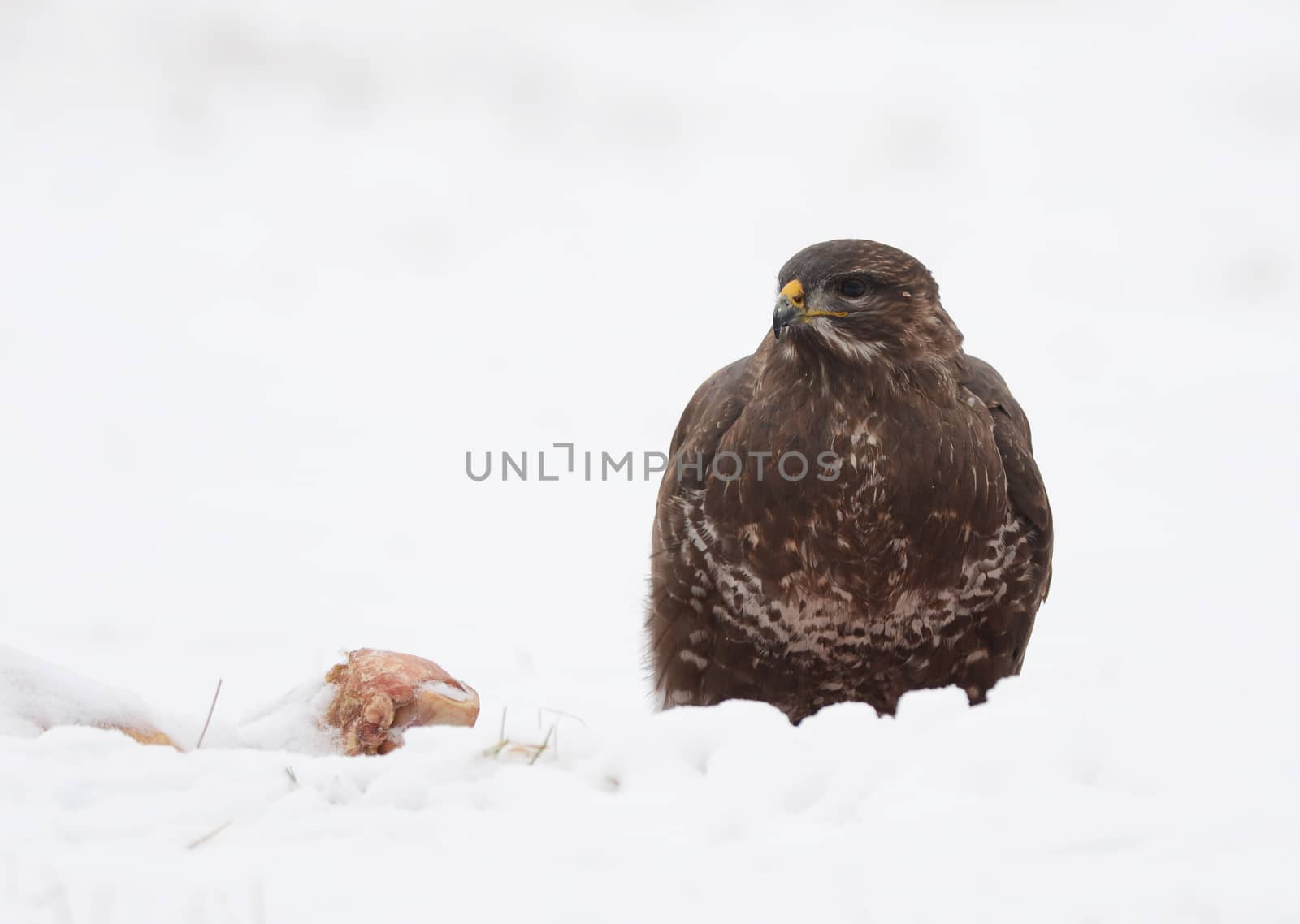 common buzzard eating carcass on the snow