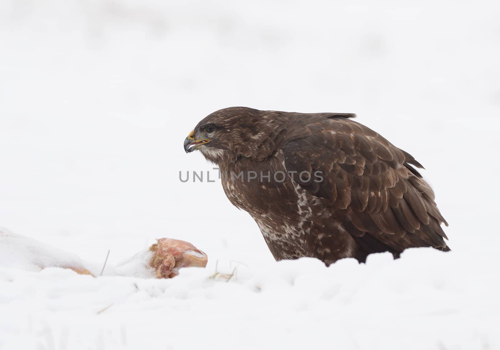 common buzzard eating carcass on the snow