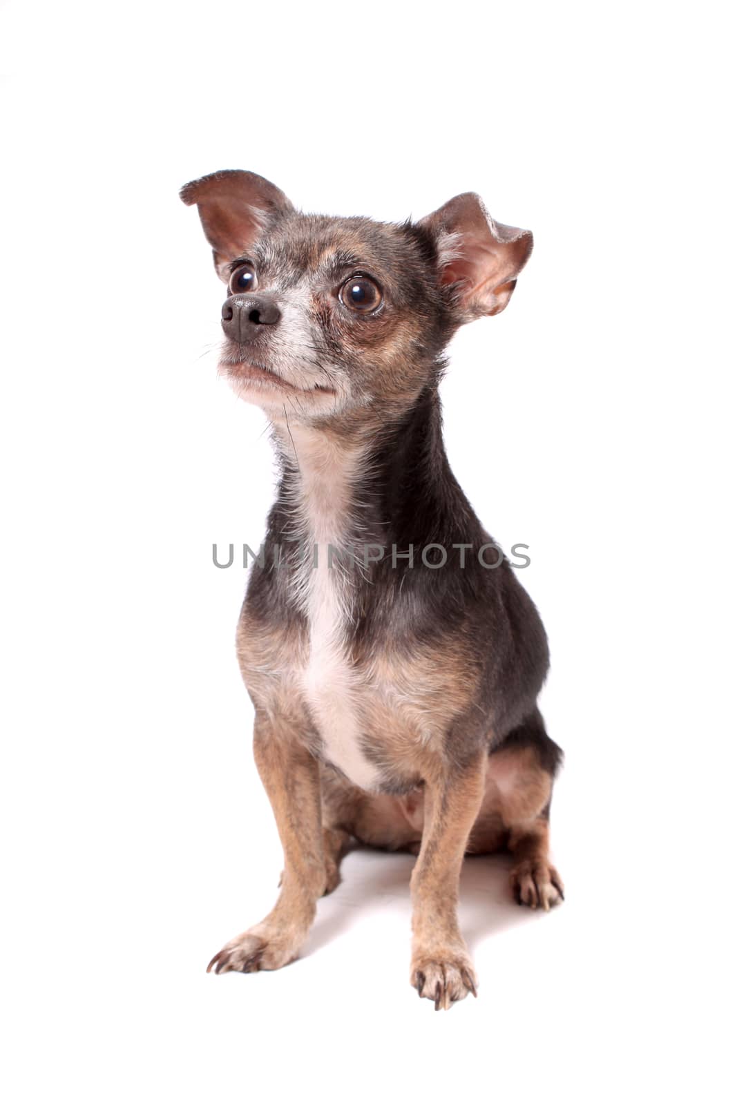 Cute little chihuahua sitting  dog portrait on a white background