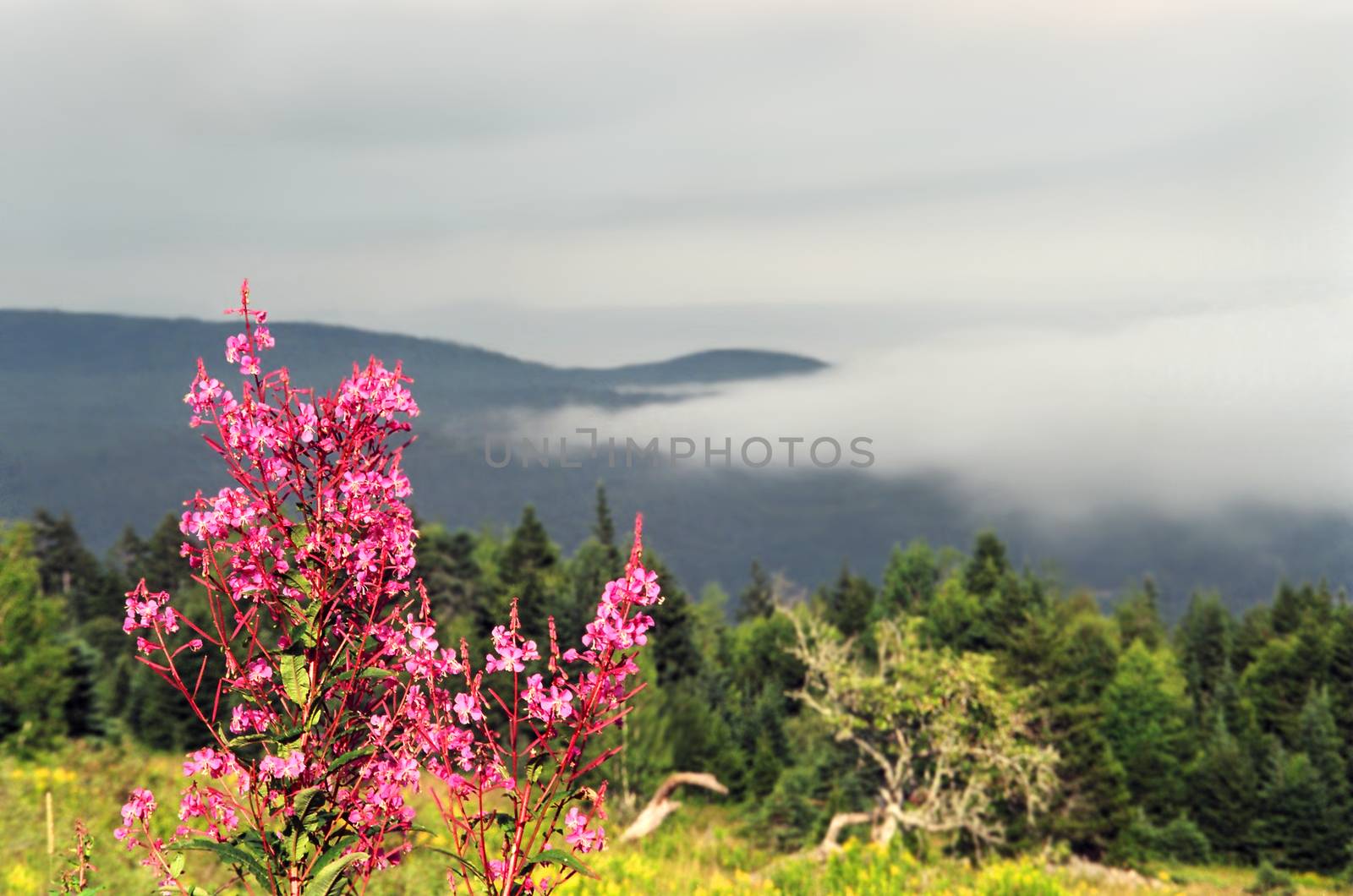 Beautiful  Funday National Park, New Brunswick landscape scenery with mountains, fog creeping and bright pink wildflowers growing wild in the foreground