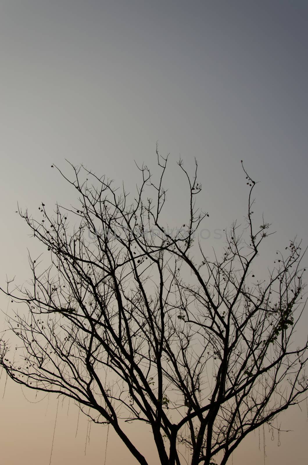 The black tree on the sky background