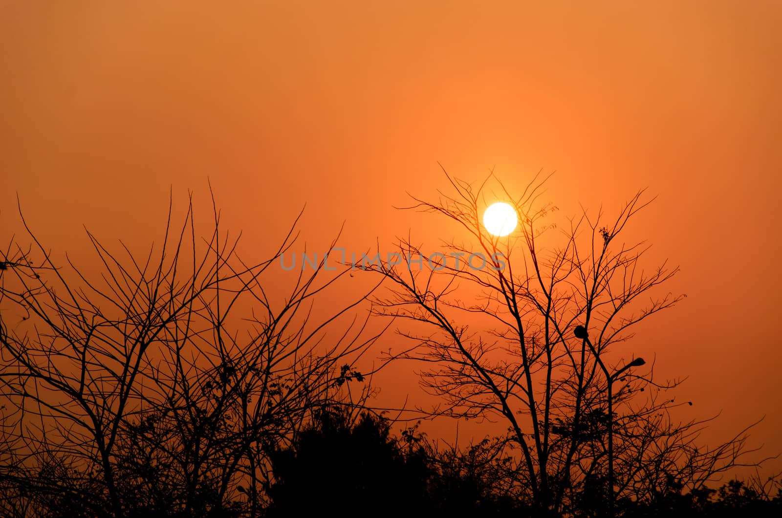 The sun and orange the trees sunset.