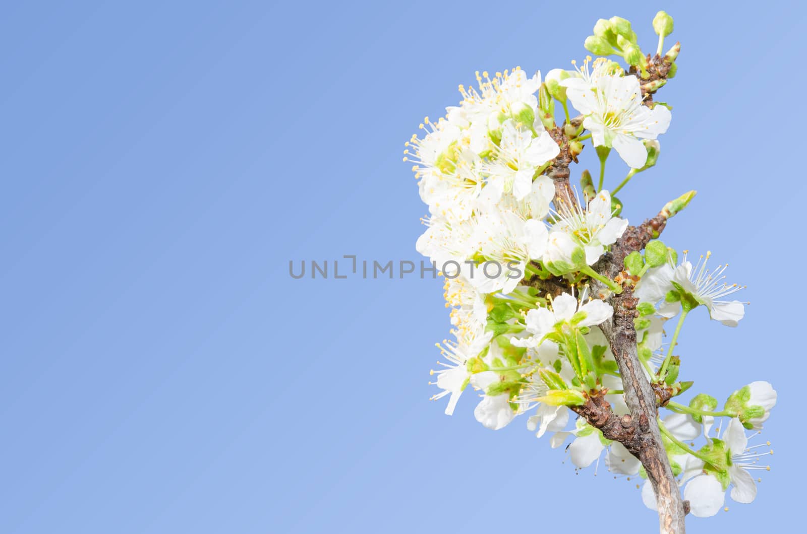 Apple branch spring blossom against clear blue sky with copy-space