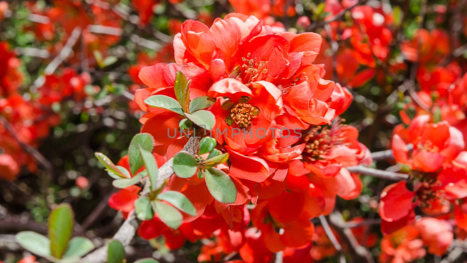 Spring blossoming Japanese quince bush with red flowers