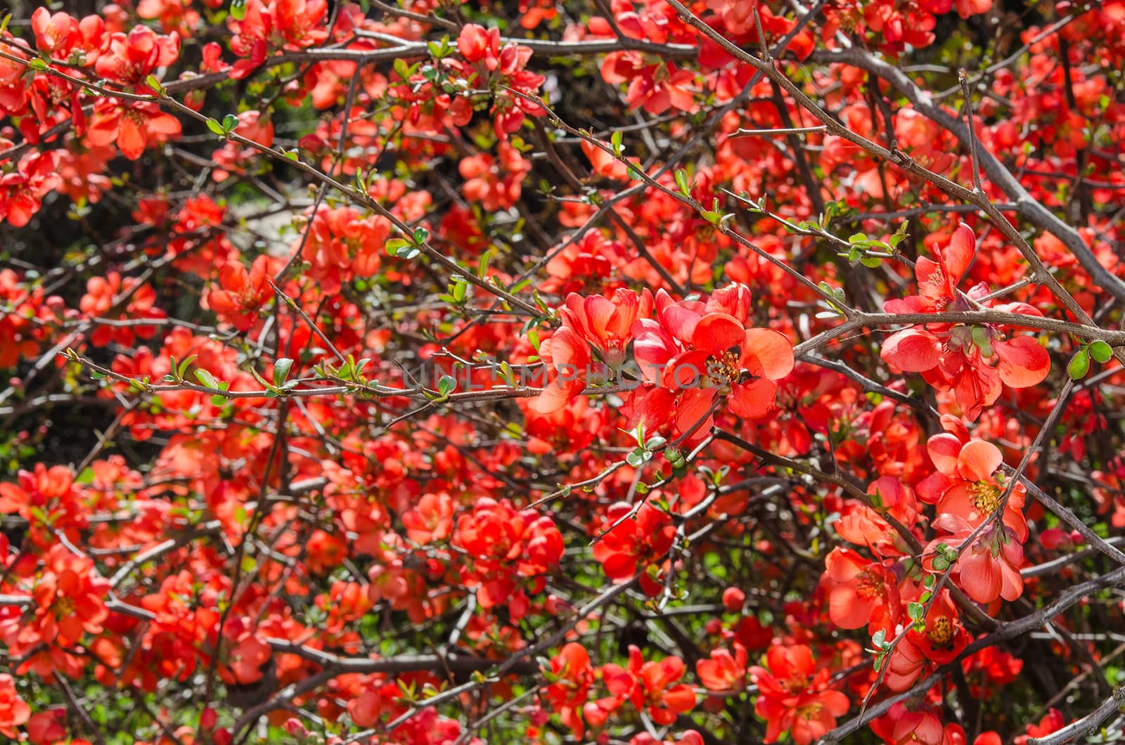 Sunlit spring flowering Japanese quince bush with red flowers