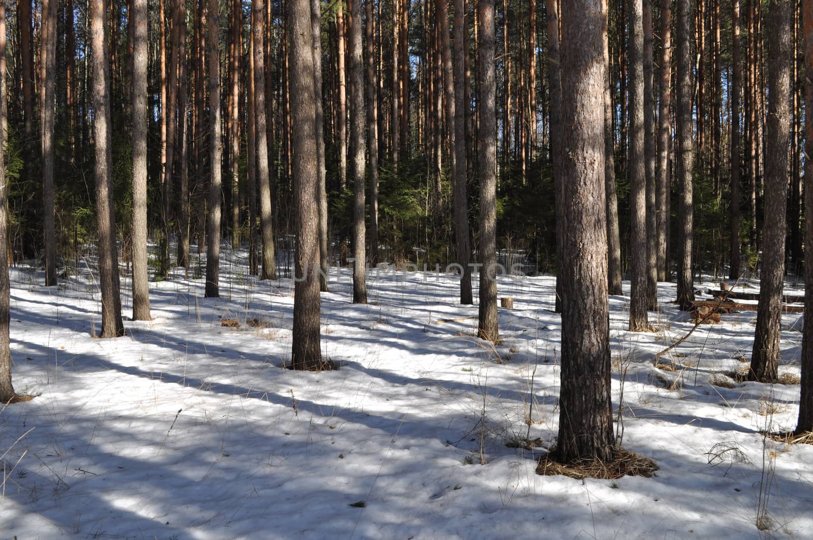Early spring in pine forest, sunny day