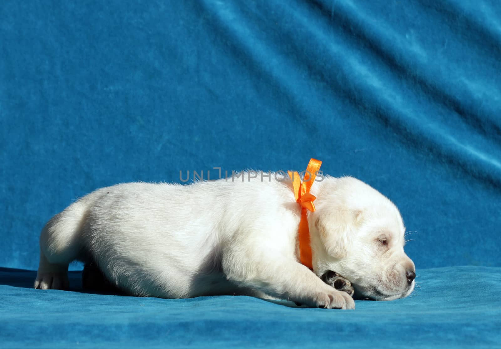 yellow labrador puppy sleeping on blue background