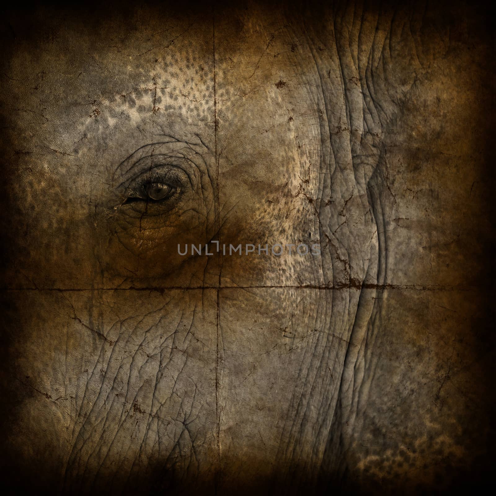 the texture, vintage background of the elephant skin design on grunge paper