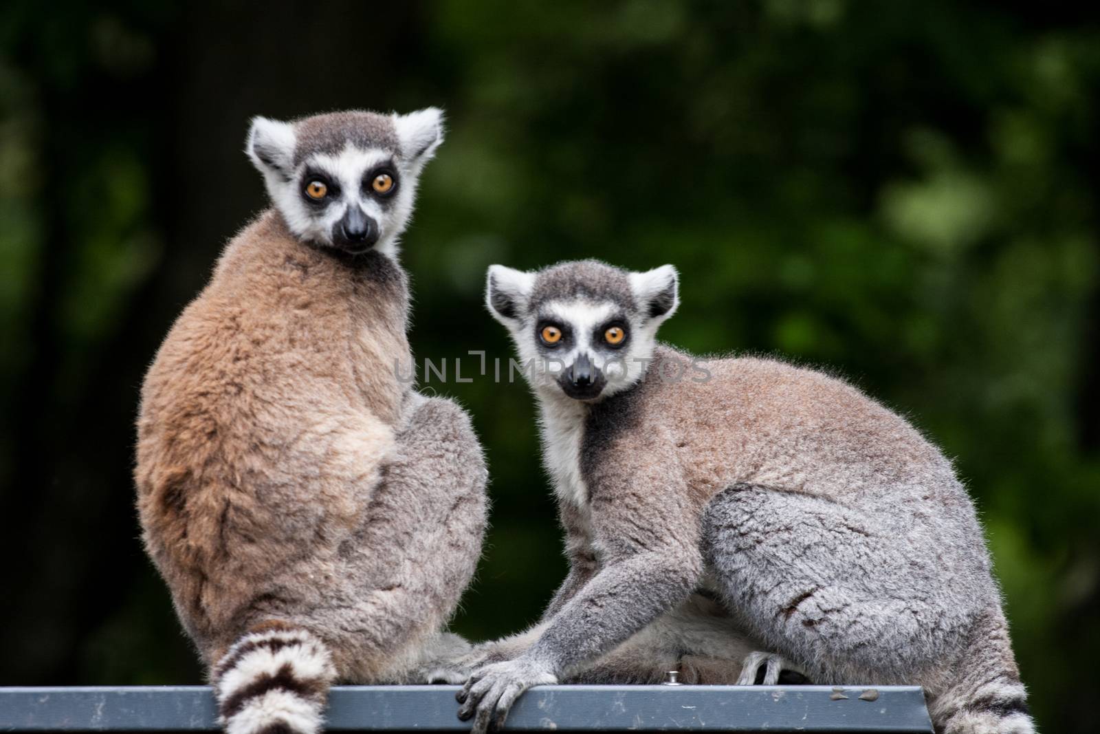 Pair of lemurs sitting on a branch