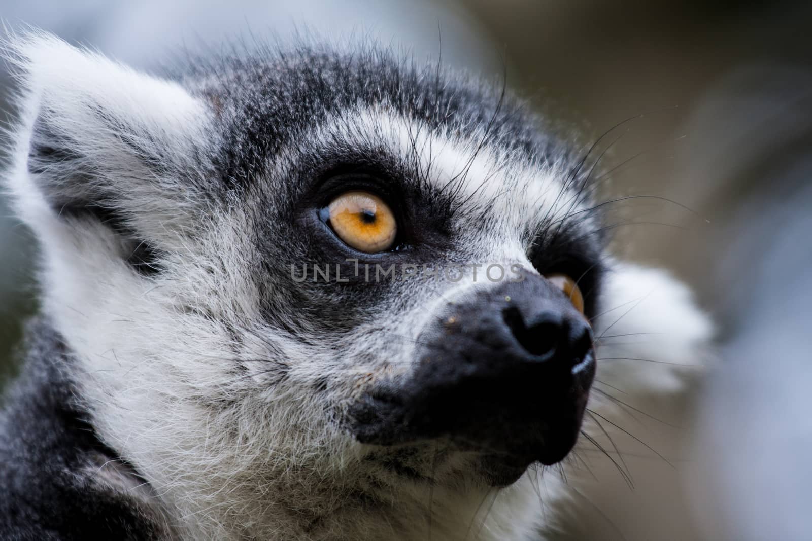 Close portrait of a ring-tailed lemur