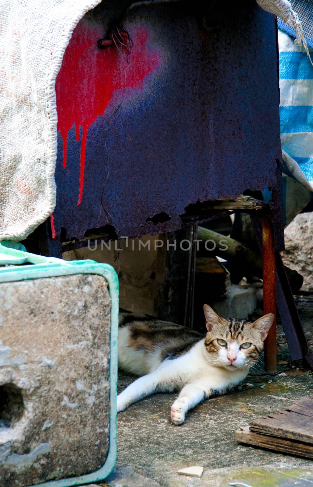 Cat is resting on a ruin, outdoor, asia