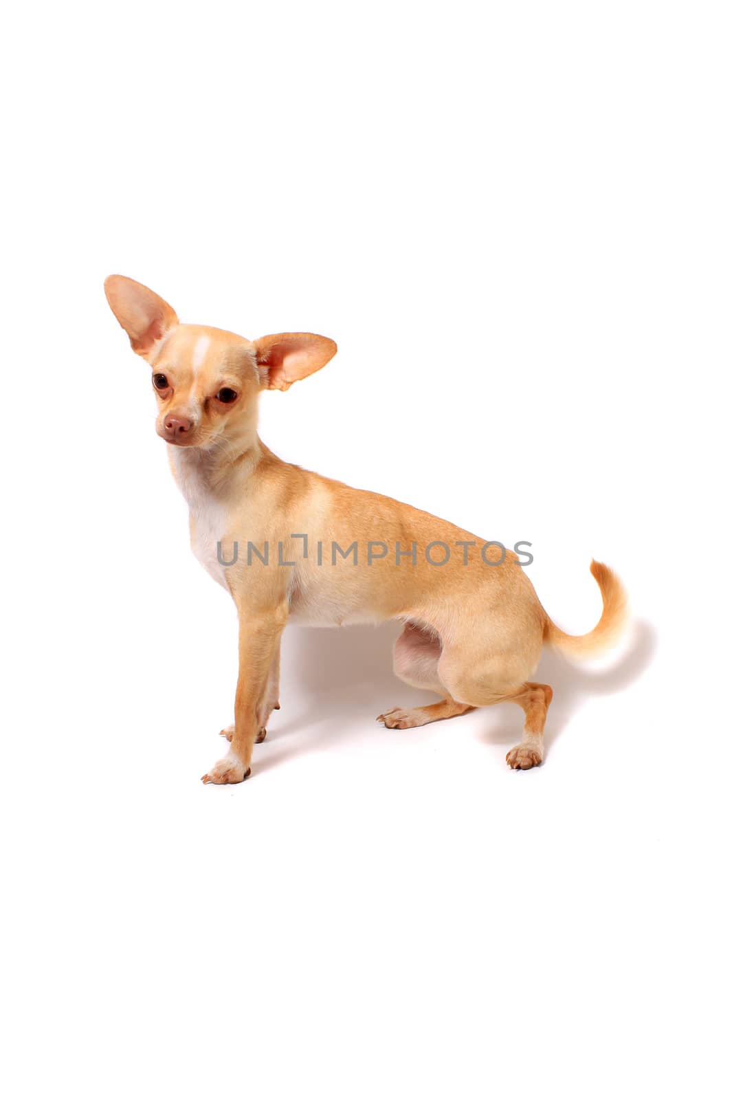 Cute little chihuahua dog sitting portrait on a white background