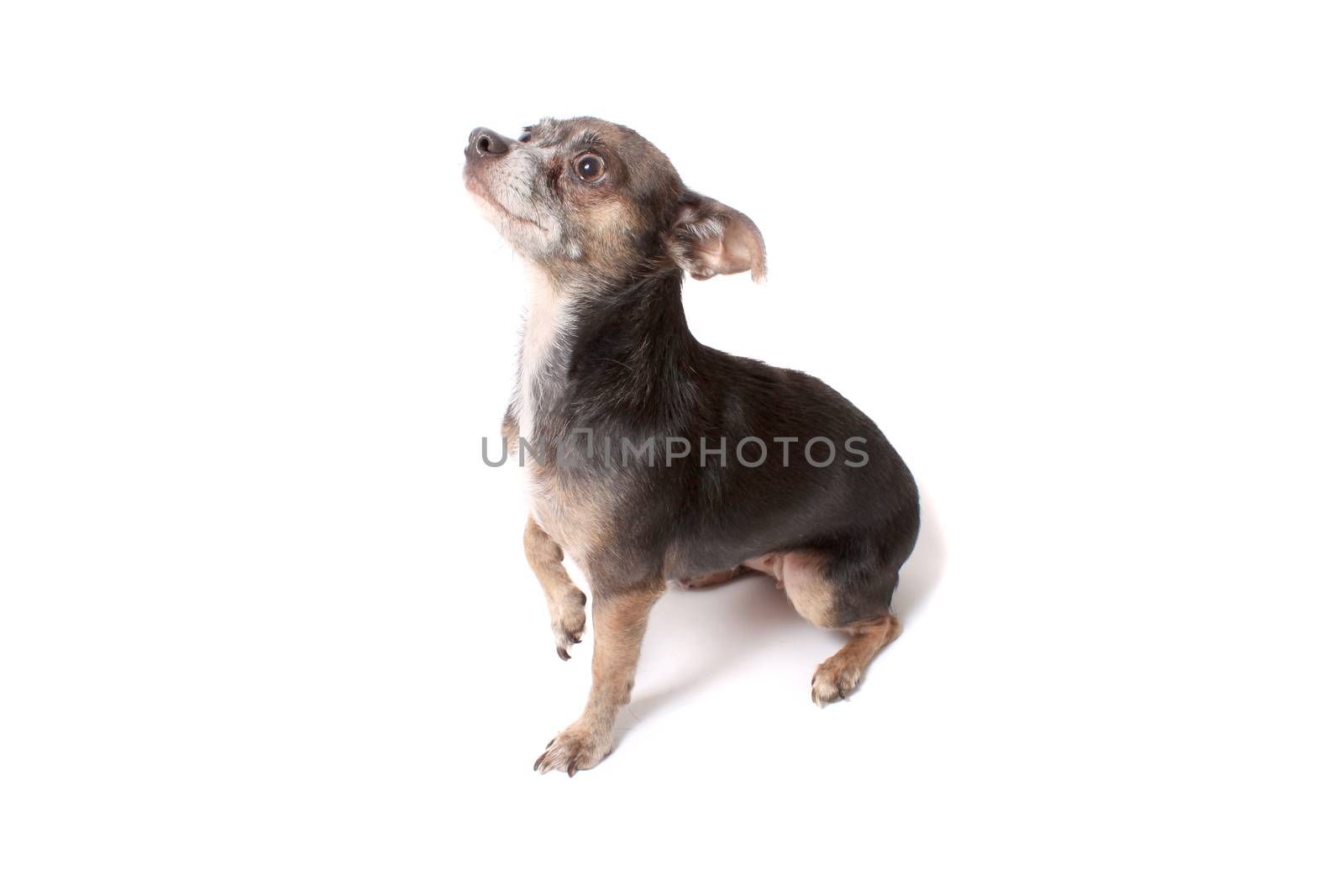 Cute little chihuahua dog looking frightened while begging with his paw up in the air on a white background