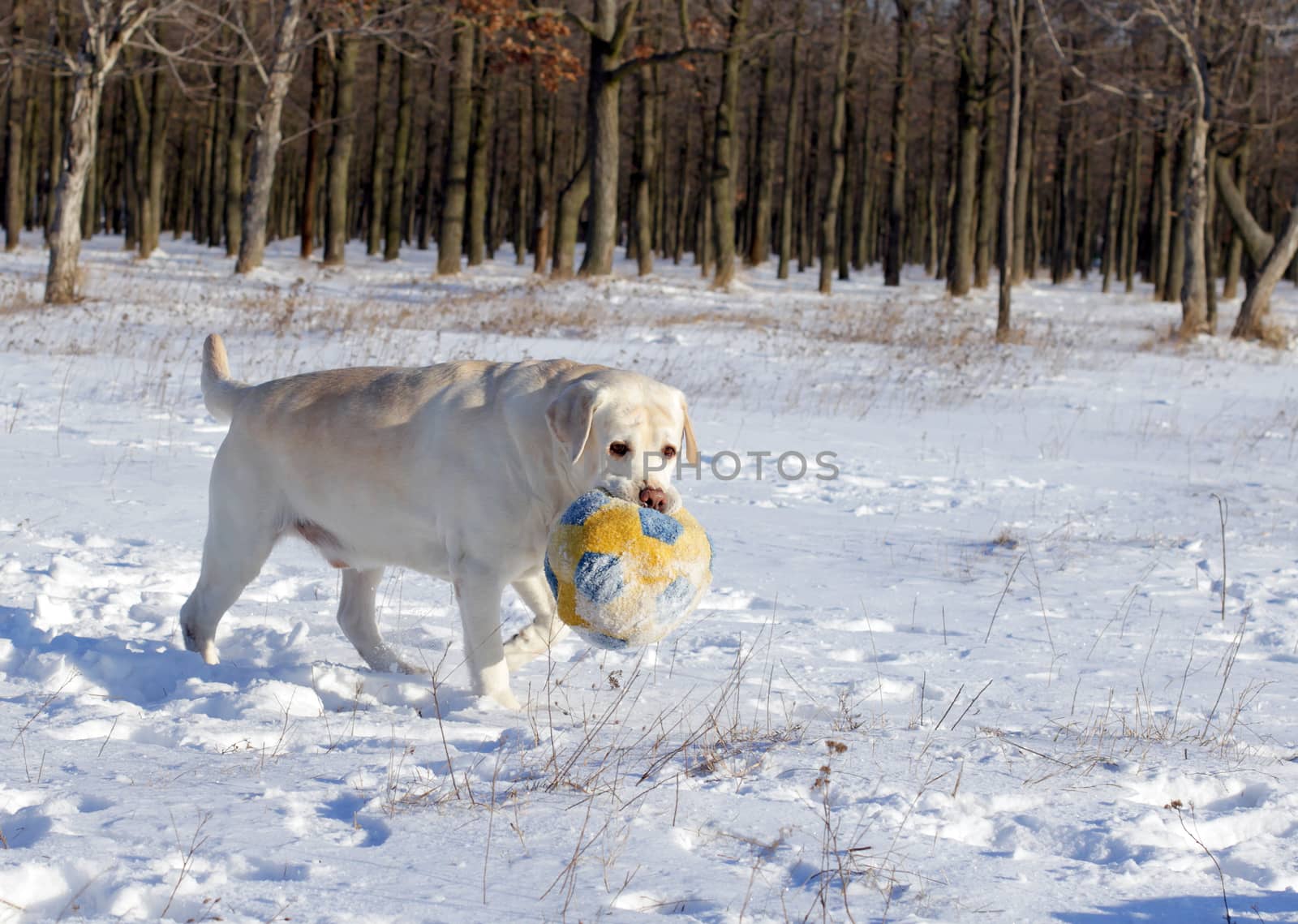 yellow labrador in the snow in winter with a ball