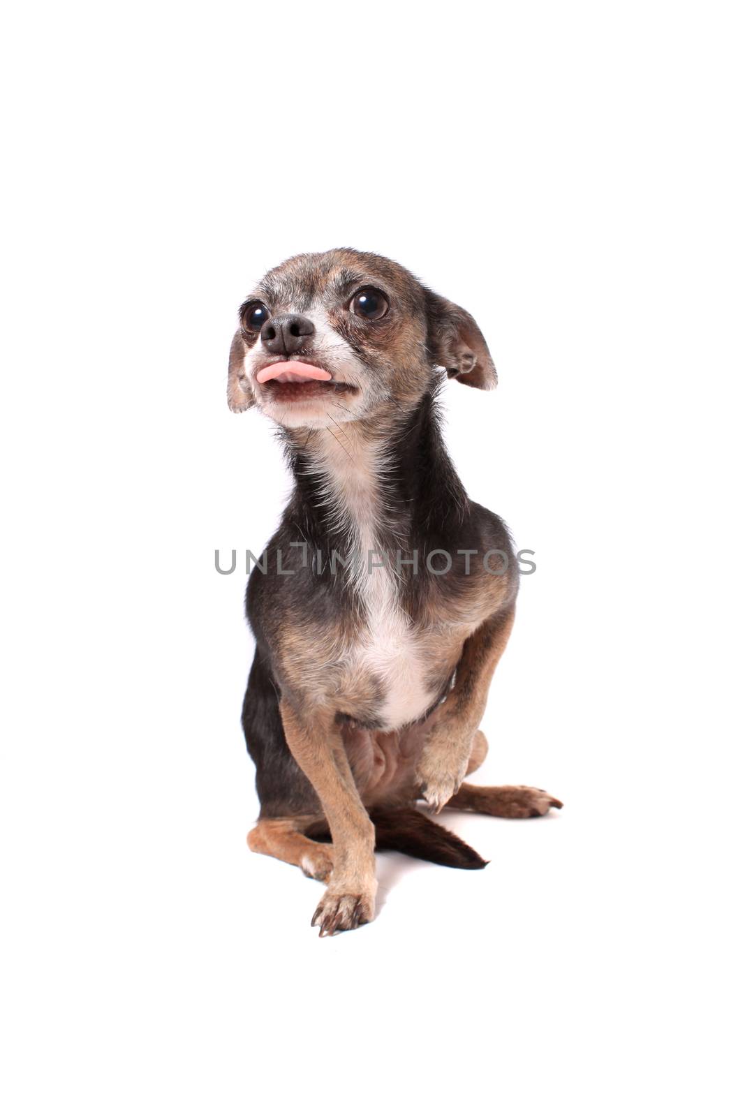 Cute little chihuahua dog sitting with a paw up while sticking tongue out on a white background