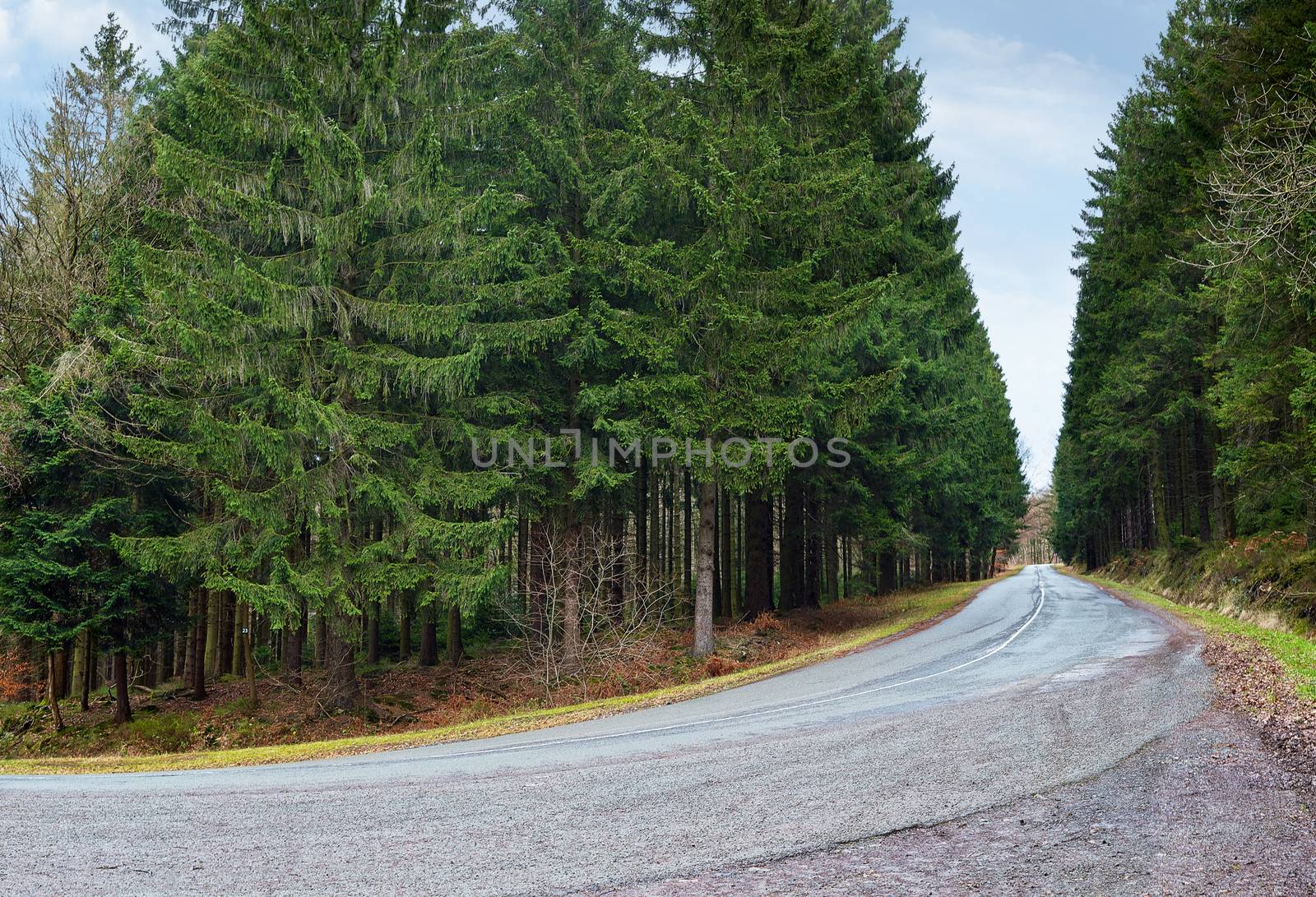 country road into a forrest at sunset, cloudy backlite shot. peferct for car copy space