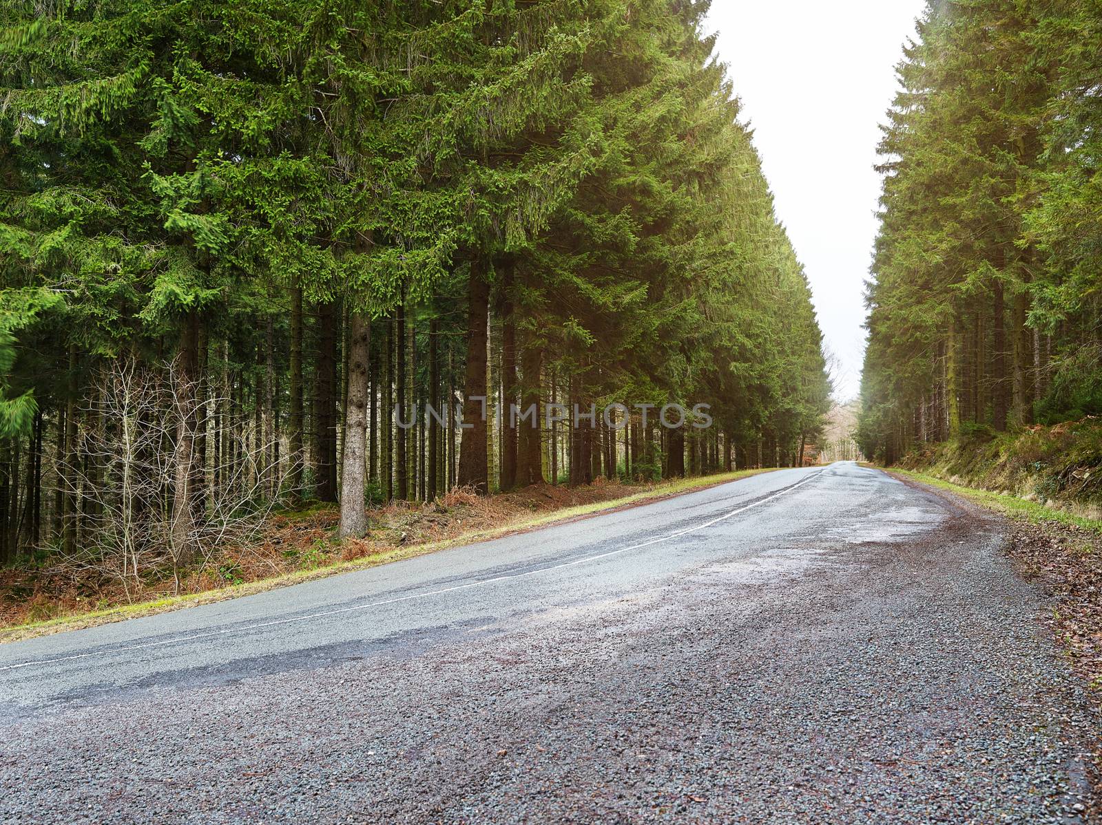 country road into a forrest at sunset, cloudy backlite shot. peferct for car copy space