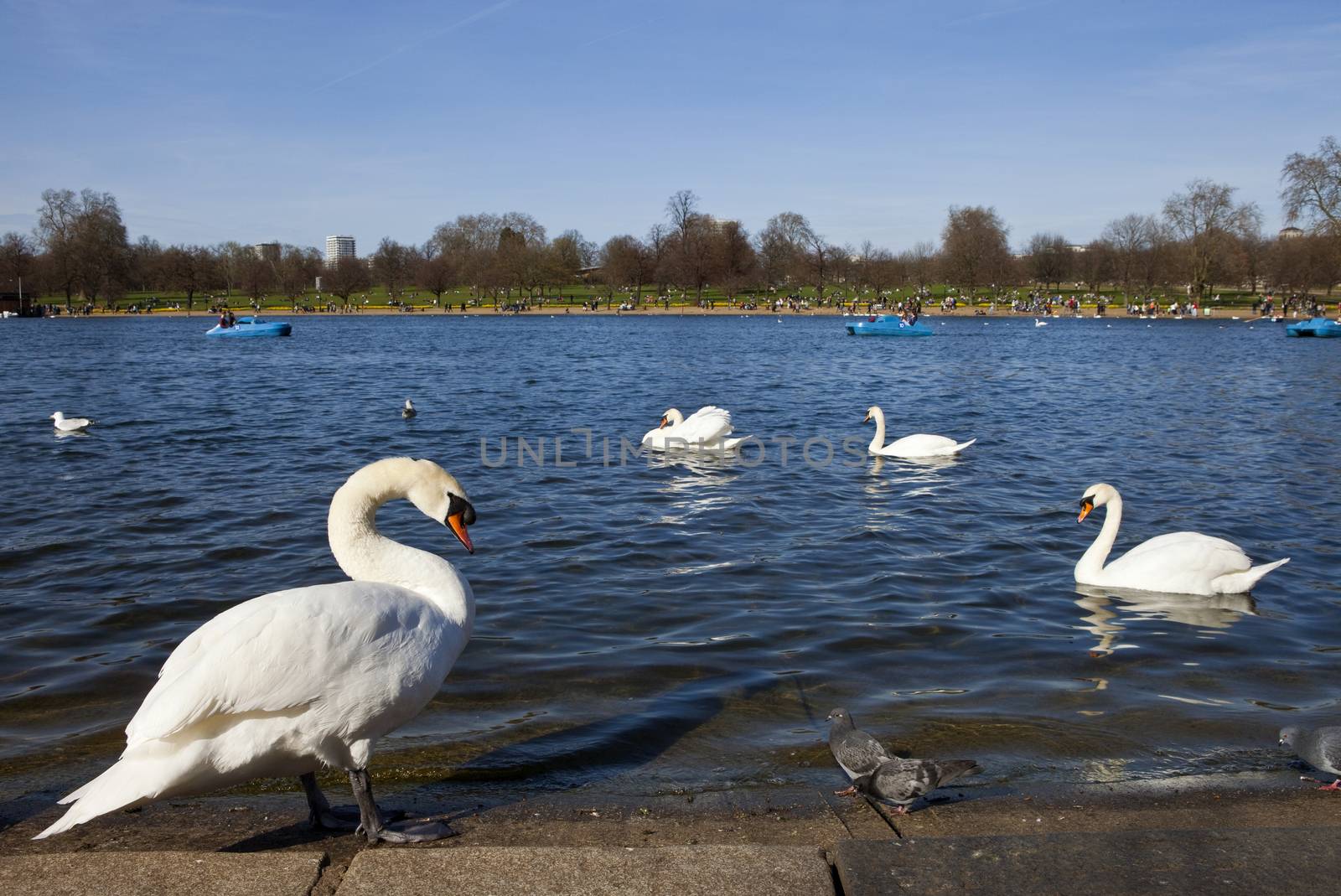 Swans in Hyde Park by chrisdorney