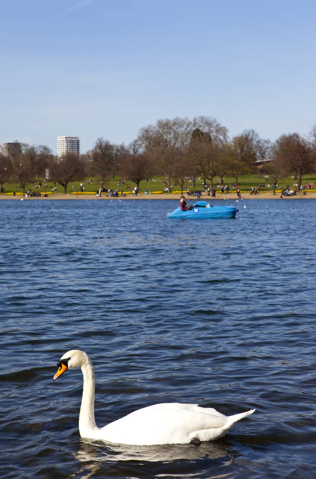 Swans in Hyde Park by chrisdorney