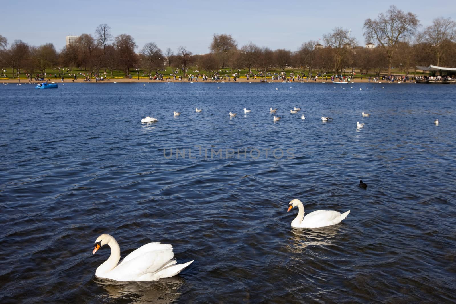 Swans swimming in the Serpentine in Hyde Park, London.