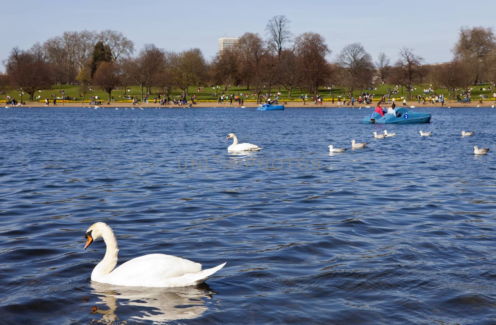 Swans in Hyde Park by chrisdorney