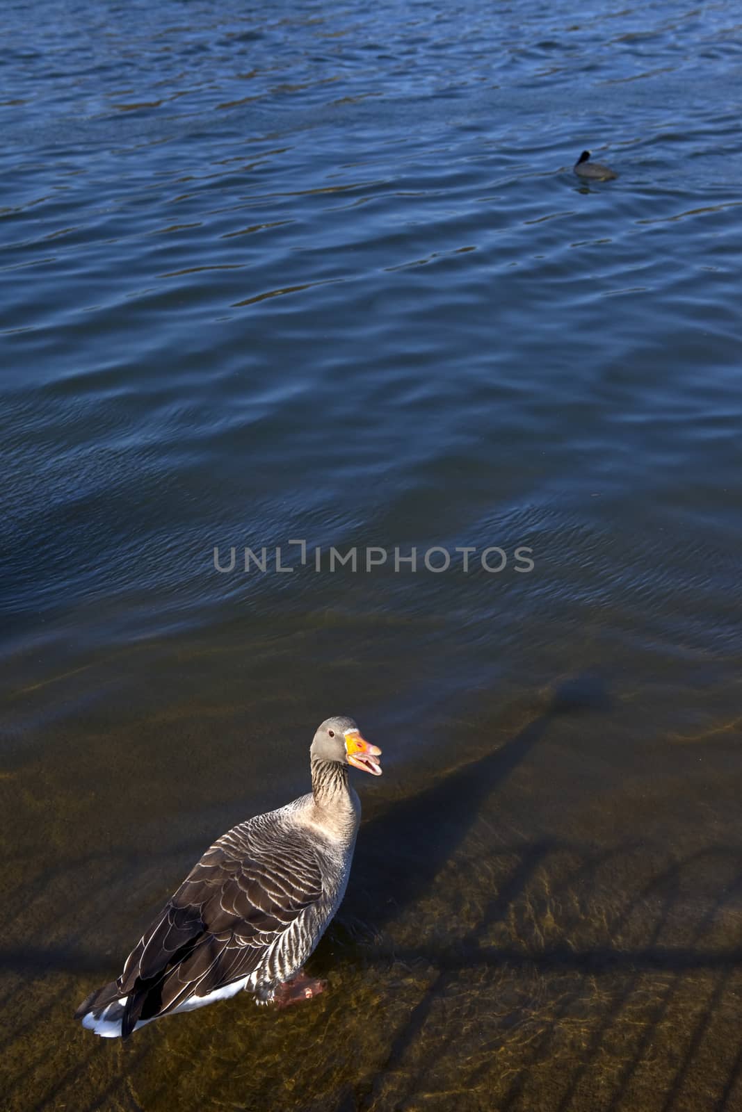 A duck sitting by the Serpentine in Hyde Park.