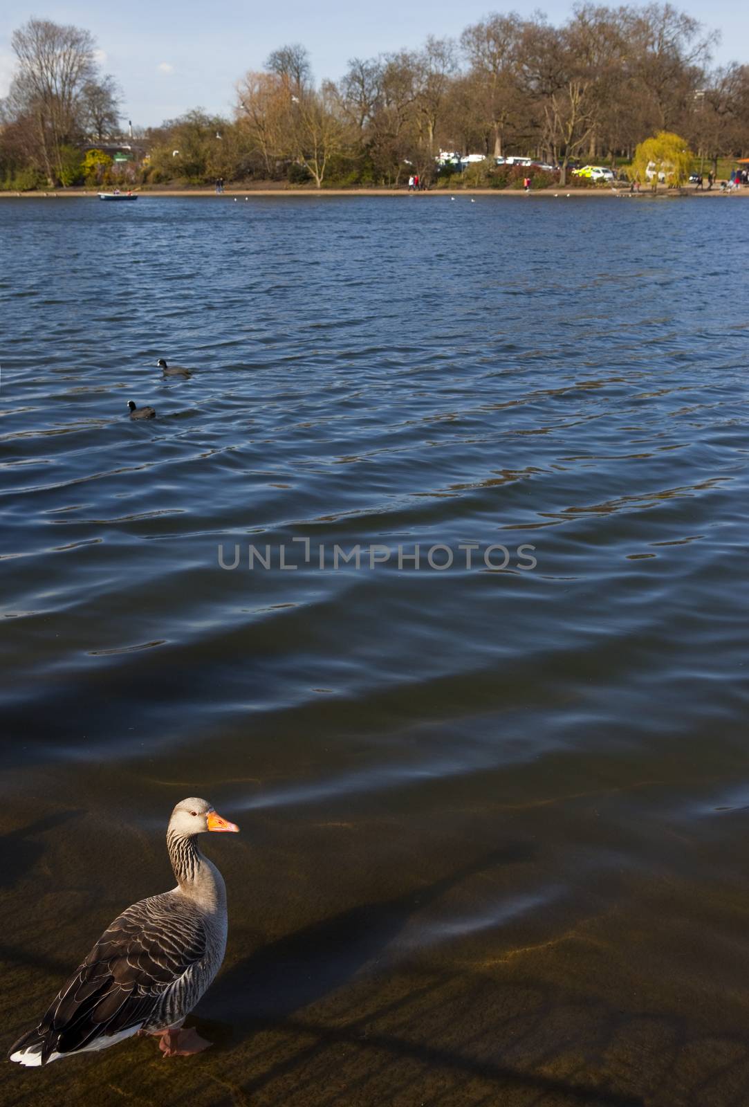 Duck in Hyde Park by chrisdorney