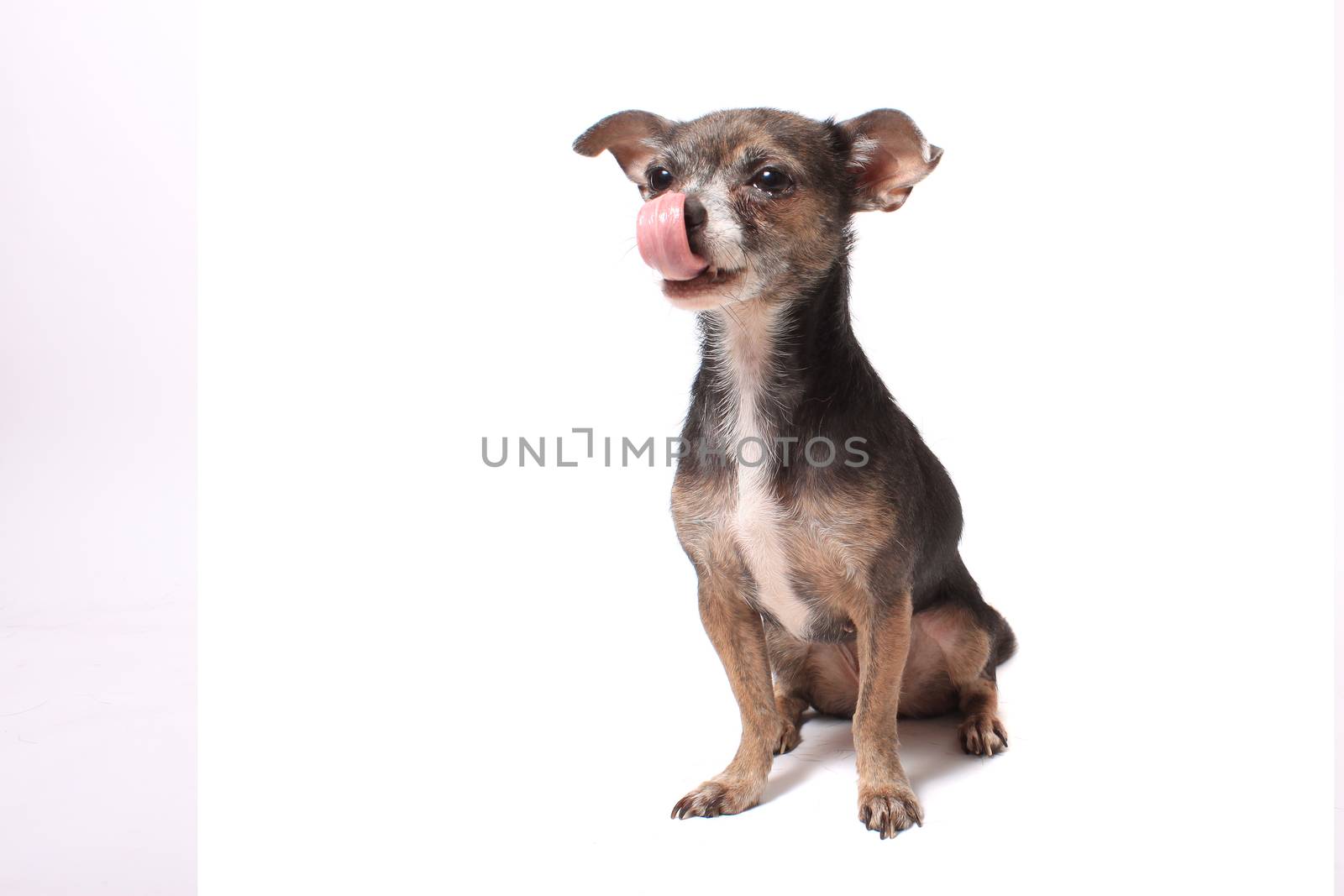 Cute little chihuahua dog with tongue licking his nose on a white background