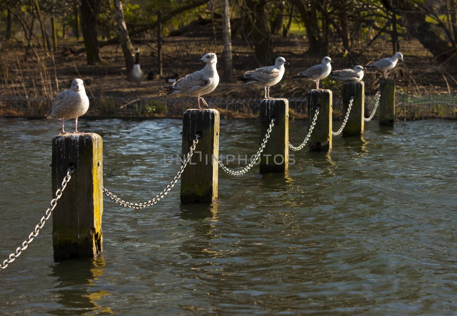 Guls Sunbathing in Hyde Park by chrisdorney