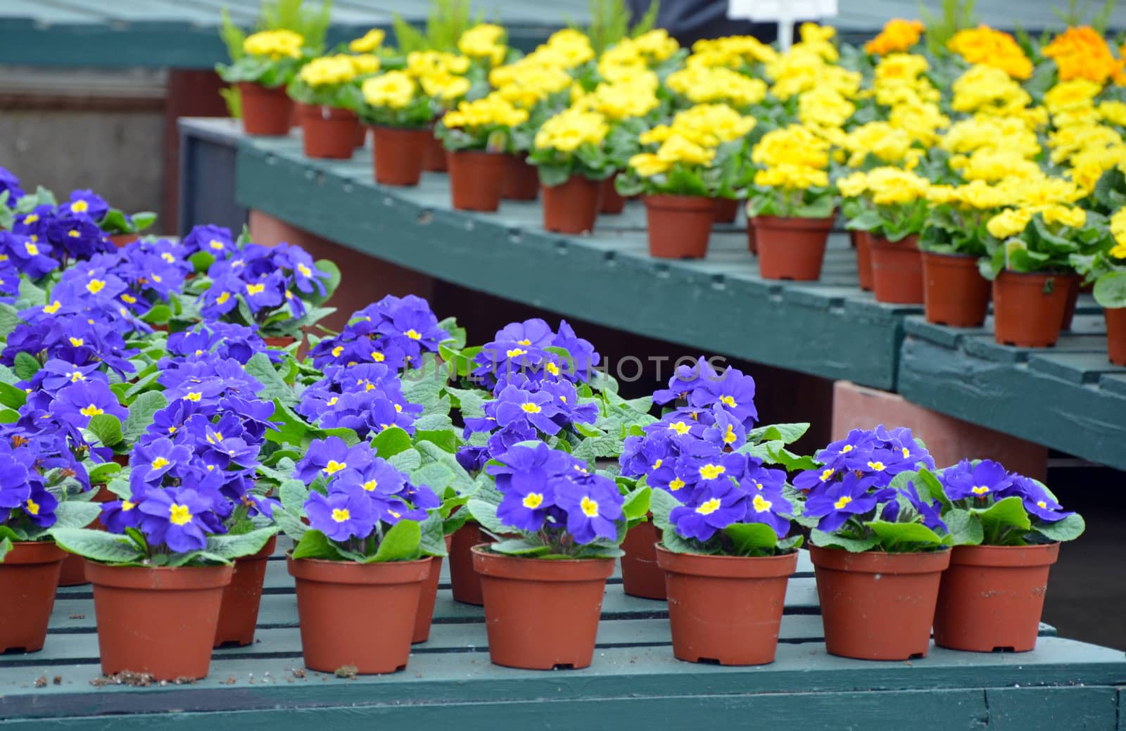 Colorful pots of winter primroses at garden nursery