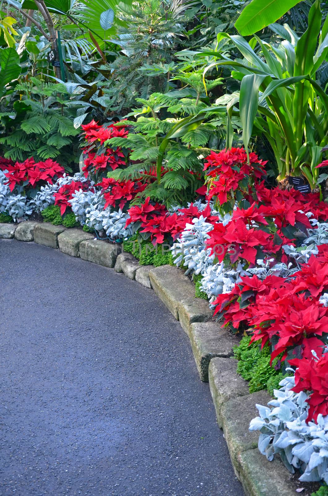 Beautiful botanical garden during the christmas season