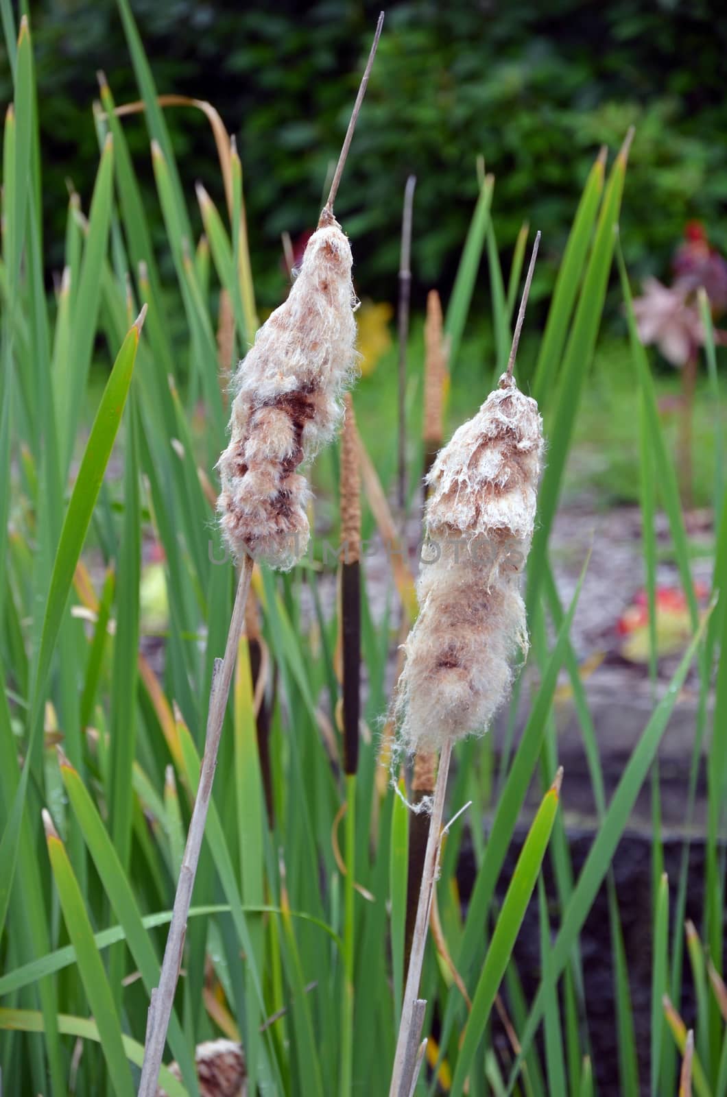 Two fuzzy pussywillows in marsh