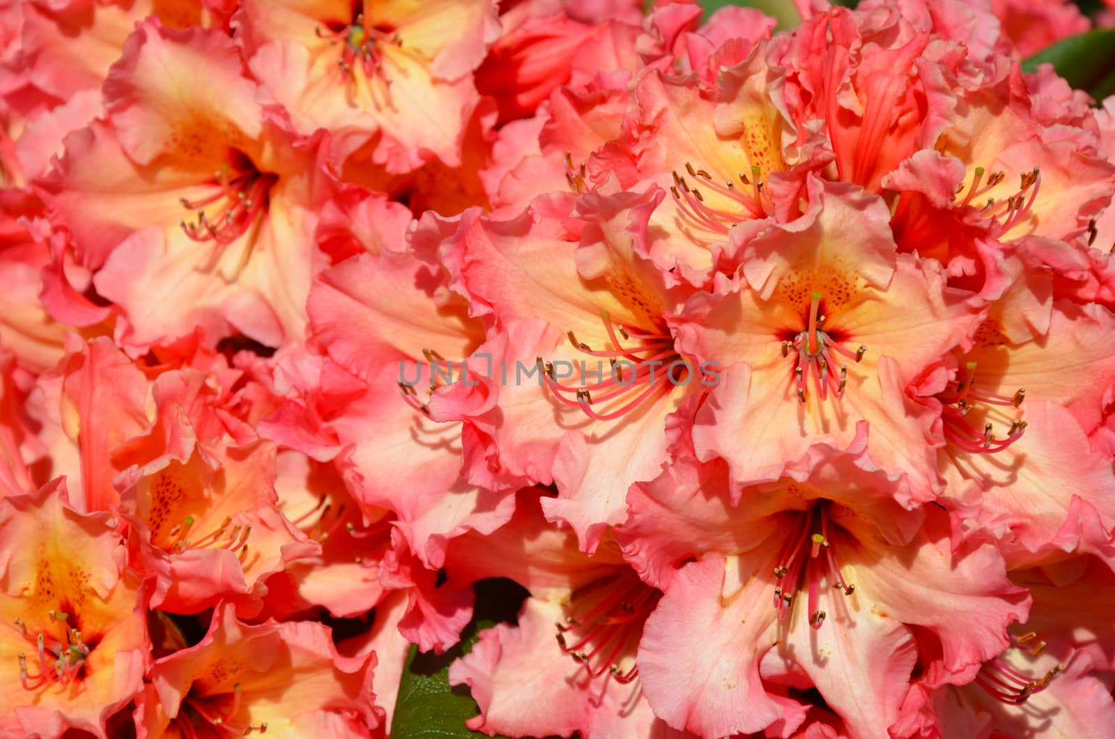 Beautiful pink and yellow rhododendron flowers