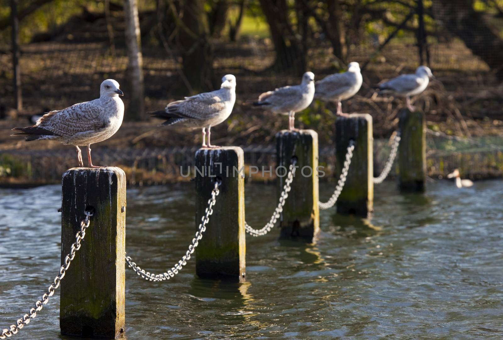 Guls sunbathing in the Serpentine in London's Hyde Park.