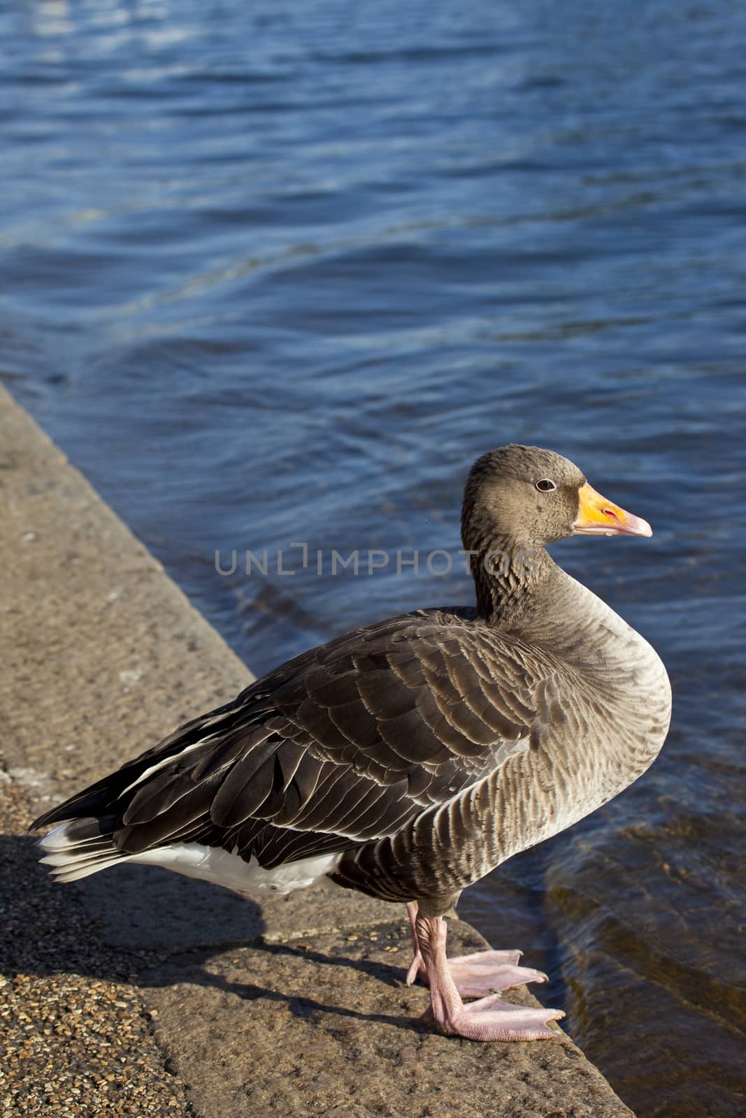 A duck sitting by the Serpentine in Hyde Park.
