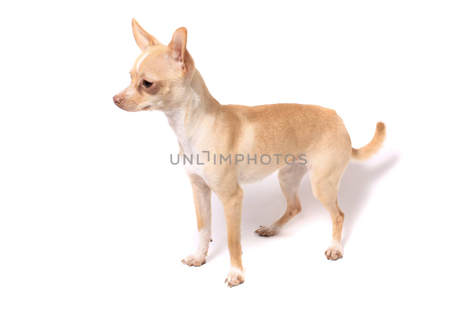 Cute little chihuahua dog portrait on a white background