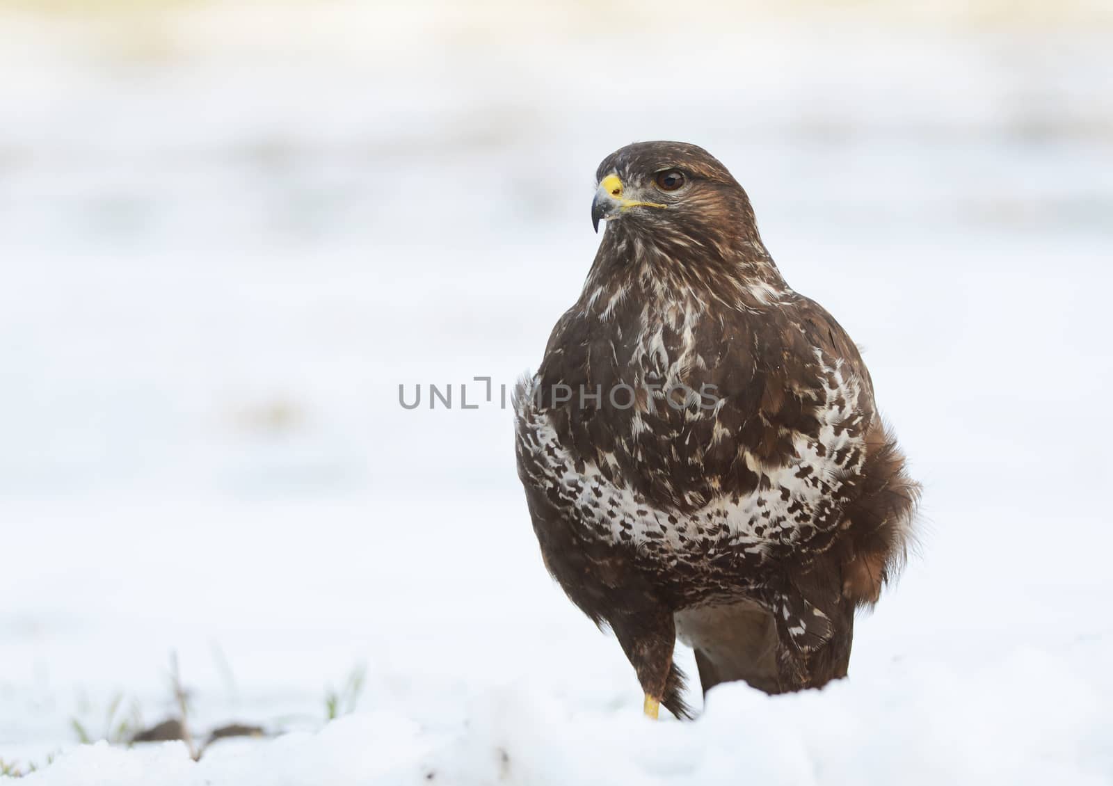 common buzzard sitting on the snow