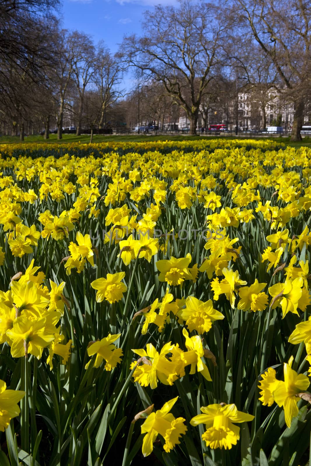 Daffodils in Hyde Park by chrisdorney